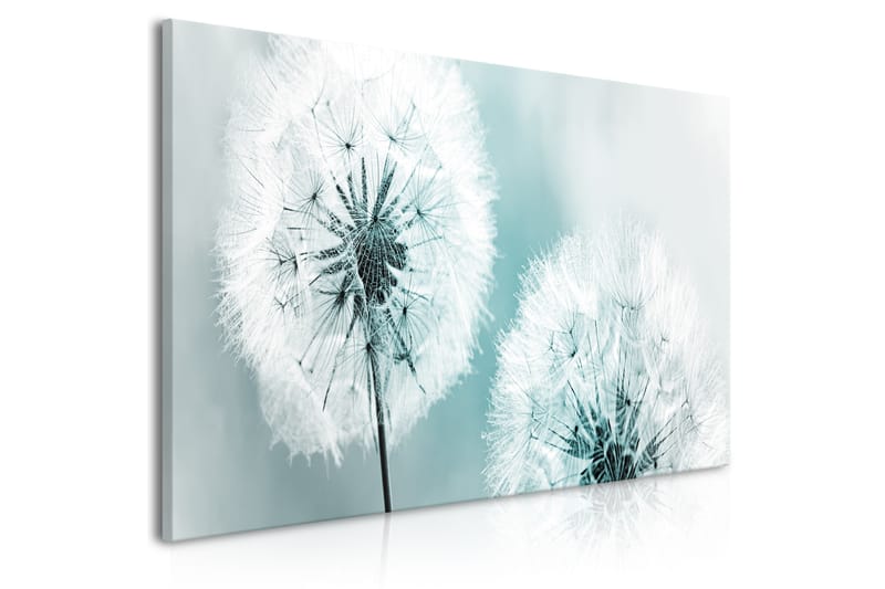 Bilde Fluffy Dandelions 100x45 - Artgeist sp. z o. o. - Interiør - Maleri & posters - Lerretsbilder