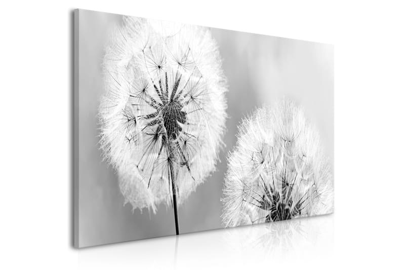 Bilde Fluffy Dandelions 100x45 - Artgeist sp. z o. o. - Interiør - Maleri & posters - Lerretsbilder