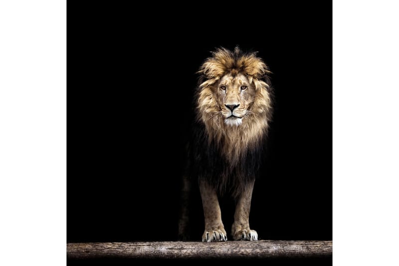 Bilde Lion Svart|Brun|Beige 50X50 - 50x50 cm - Interiør - Maleri & posters - Lerretsbilder