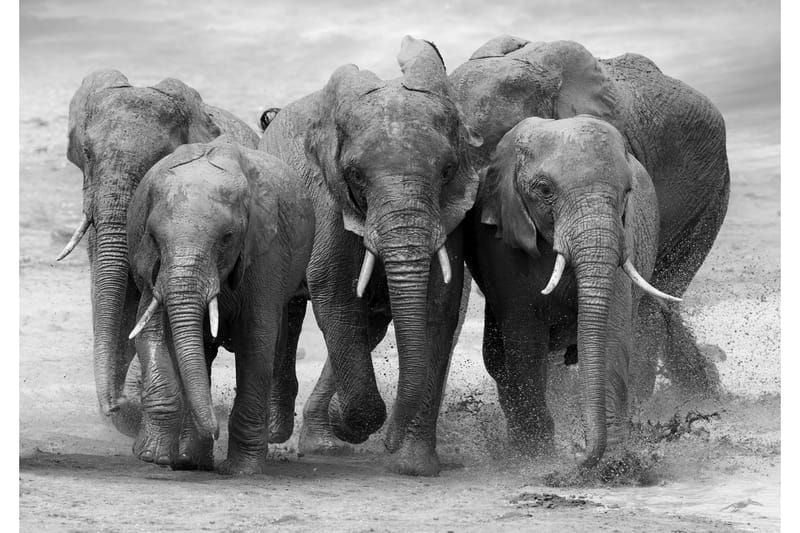 Kanvas Elephant 70x100 cm - Lerretsbilder