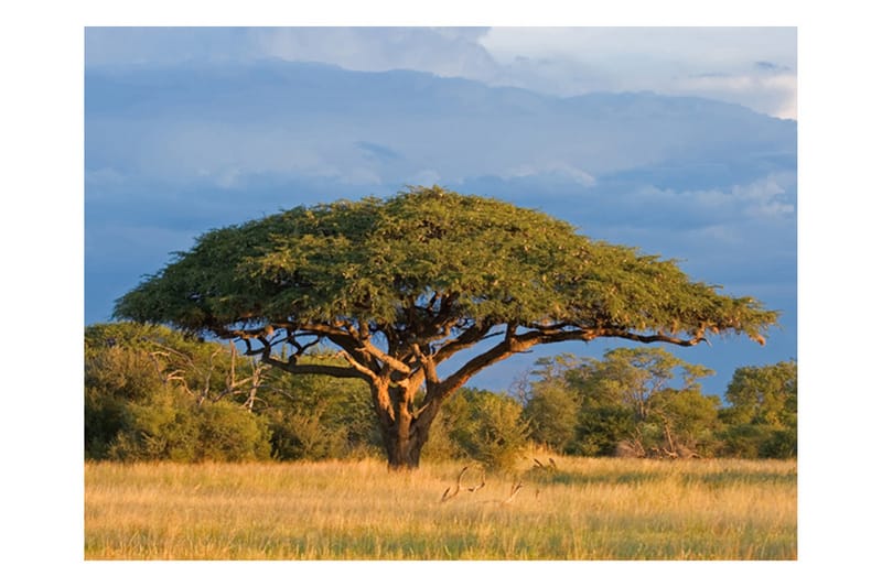 Fototapet African Akacia Tree Hwange National Park 200x154 - Artgeist sp. z o. o. - Interiør - Tapet - Fototapeter