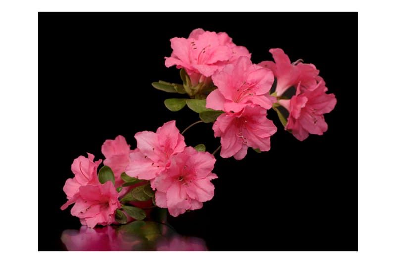 Fototapet Azalea In Black 250x193 - Artgeist sp. z o. o. - Interiør - Tapet - Fototapeter