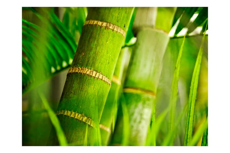 Fototapet Bamboo Detail 250x193 - Artgeist sp. z o. o. - Interiør - Tapet - Fototapeter