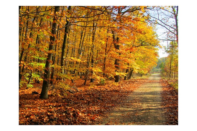 Fototapet Beech Forest 350x270 - Artgeist sp. z o. o. - Interiør - Tapet - Fototapeter