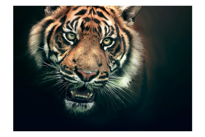 Fototapet Bengal Tiger 250x193 - Artgeist sp. z o. o. - Interiør - Tapet - Fototapeter