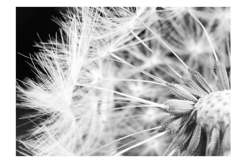 Fototapet Black And White Dandelion 100x70 - Artgeist sp. z o. o. - Interiør - Tapet - Fototapeter