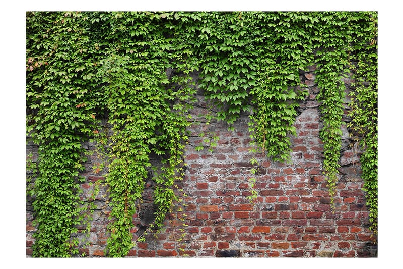 Fototapet Brick And Ivy 350x245 - Artgeist sp. z o. o. - Interiør - Tapet - Fototapeter