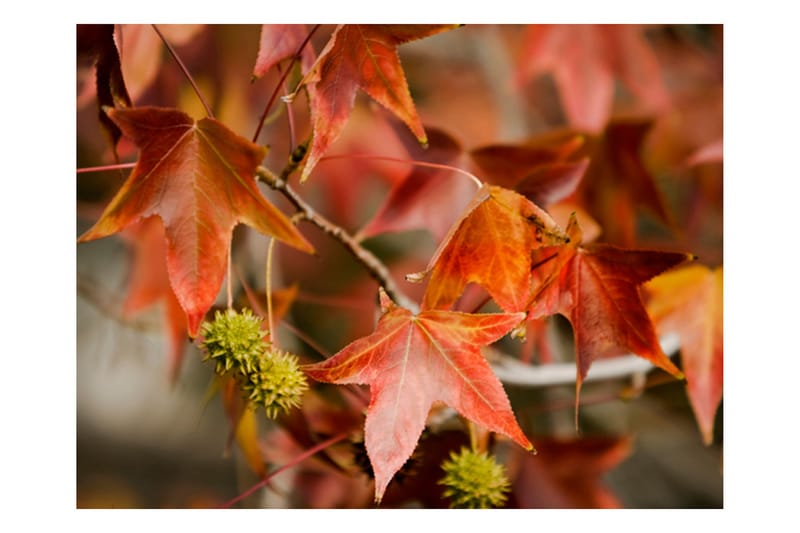 Fototapet Chestnut 350x270 - Artgeist sp. z o. o. - Interiør - Tapet - Fototapeter