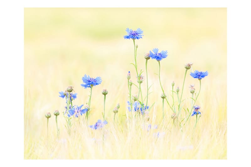 Fototapet Cornflowers 200x154 - Artgeist sp. z o. o. - Interiør - Tapet - Fototapeter