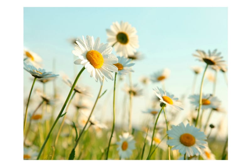 Fototapet Daisies Spring Meadow 200x154 - Artgeist sp. z o. o. - Interiør - Tapet - Fototapeter