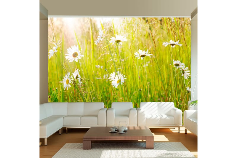 Fototapet Daisy Field 350x270 - Artgeist sp. z o. o. - Interiør - Tapet - Fototapeter