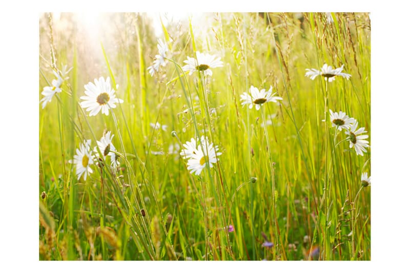 Fototapet Daisy Field 400x309 - Artgeist sp. z o. o. - Interiør - Tapet - Fototapeter