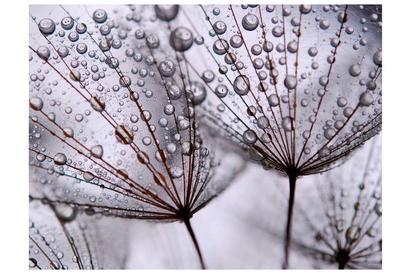 Fototapet Dandelion And Morning Dew 200x154 - Artgeist sp. z o. o. - Interiør - Tapet - Fototapeter