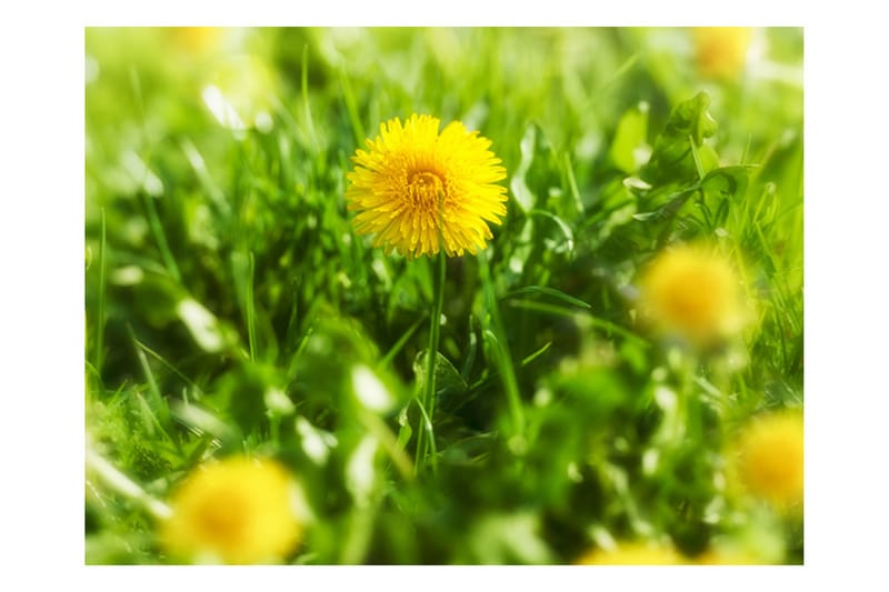 Fototapet Dandelion Blomster 300x231 - Artgeist sp. z o. o. - Interiør - Tapet - Fototapeter