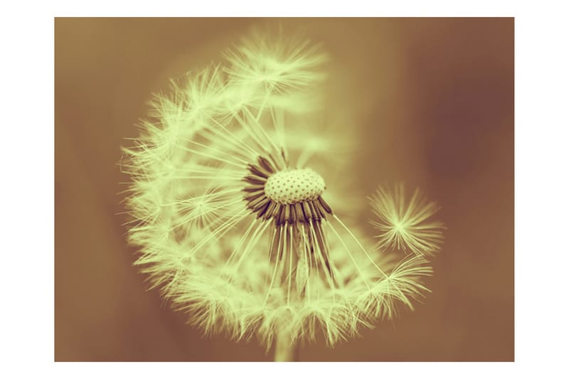 Fototapet Dandelion Sepia 200x154 - Artgeist sp. z o. o. - Interiør - Tapet - Fototapeter