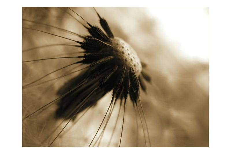 Fototapet Dandelion Sepia 200x154 - Artgeist sp. z o. o. - Interiør - Tapet - Fototapeter