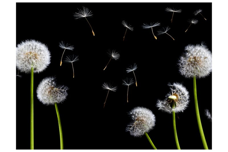 Fototapet Dandelions Wind 250x193 - Artgeist sp. z o. o. - Interiør - Tapet - Fototapeter