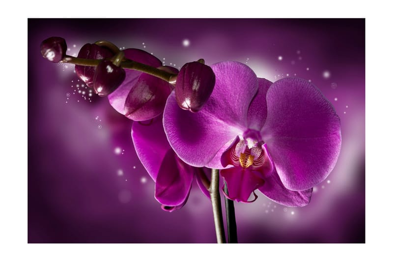 Fototapet Fairy Tale And Orchid 450x270 - Artgeist sp. z o. o. - Interiør - Tapet - Fototapeter