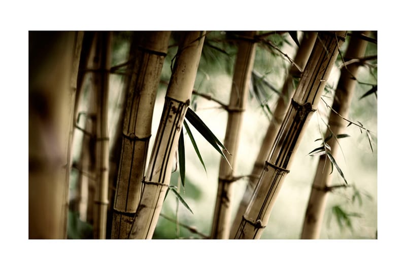 Fototapet Fog And Bamboo Forest 450x270 - Artgeist sp. z o. o. - Interiør - Tapet - Fototapeter