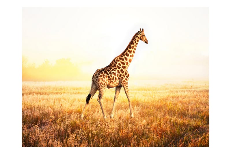 Fototapet Giraffe Go 250x193 - Artgeist sp. z o. o. - Interiør - Tapet - Fototapeter