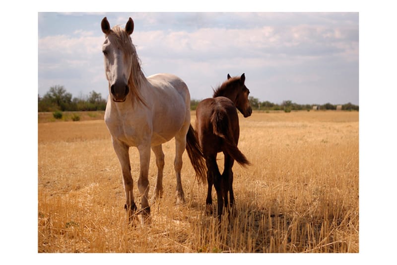 Fototapet Horse And Foal 300x231 - Artgeist sp. z o. o. - Interiør - Tapet - Fototapeter