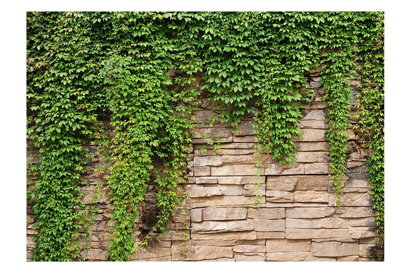 Fototapet Ivy Wall 350x245 - Artgeist sp. z o. o. - Interiør - Tapet - Fototapeter