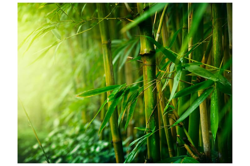 Fototapet Jungle Bamboo 350x270 - Artgeist sp. z o. o. - Interiør - Tapet - Fototapeter