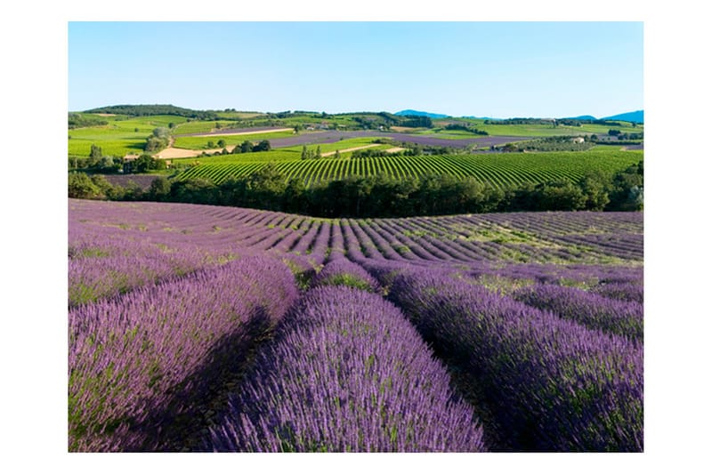 Fototapet Lavender field 200x154 - Artgeist sp. z o. o. - Interiør - Tapet - Fototapeter