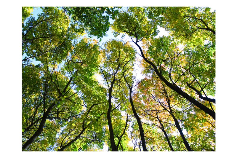 Fototapet Looking Up At The Trees 200x154 - Artgeist sp. z o. o. - Interiør - Tapet - Fototapeter