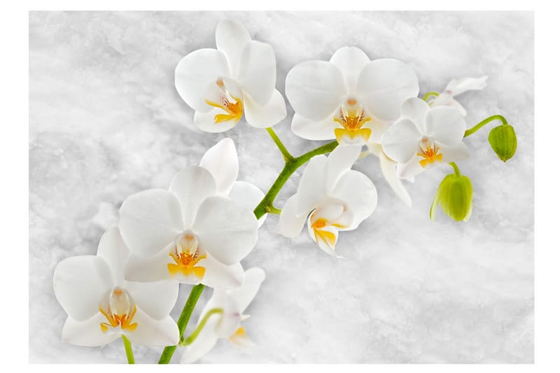 Fototapet Lyrical Orchid White 250x175 - Artgeist sp. z o. o. - Interiør - Tapet - Fototapeter