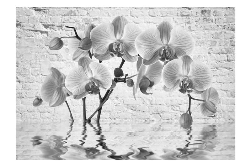 Fototapet Orchid In Shades Of Gray 300x210 - Artgeist sp. z o. o. - Interiør - Tapet - Fototapeter