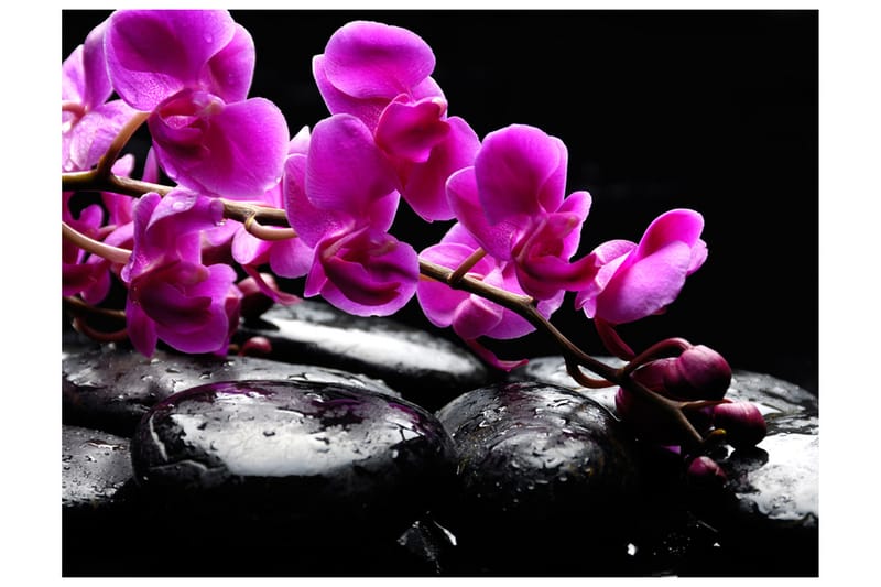 Fototapet Relaxing While Orchid And Stones 200x154 - Artgeist sp. z o. o. - Interiør - Tapet - Fototapeter