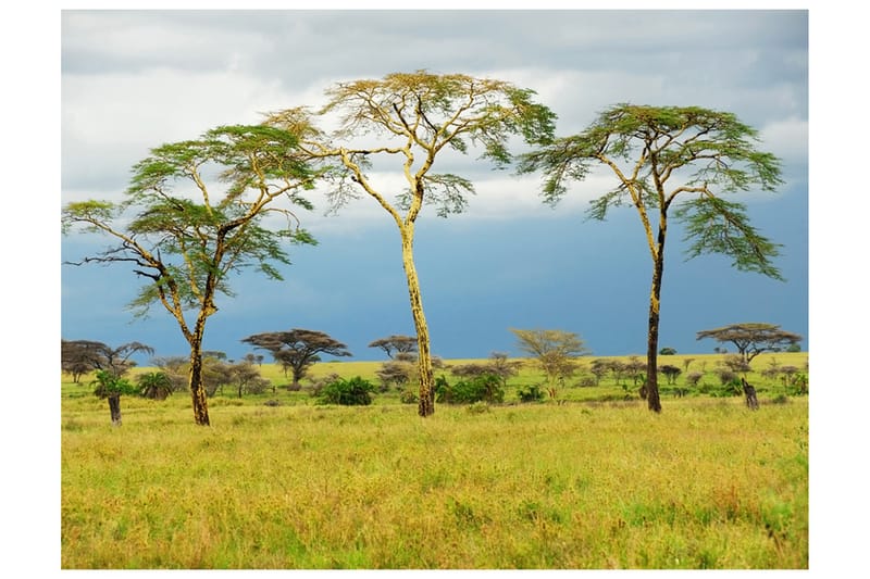 Fototapet Savanna Trees 300x231 - Artgeist sp. z o. o. - Interiør - Tapet - Fototapeter