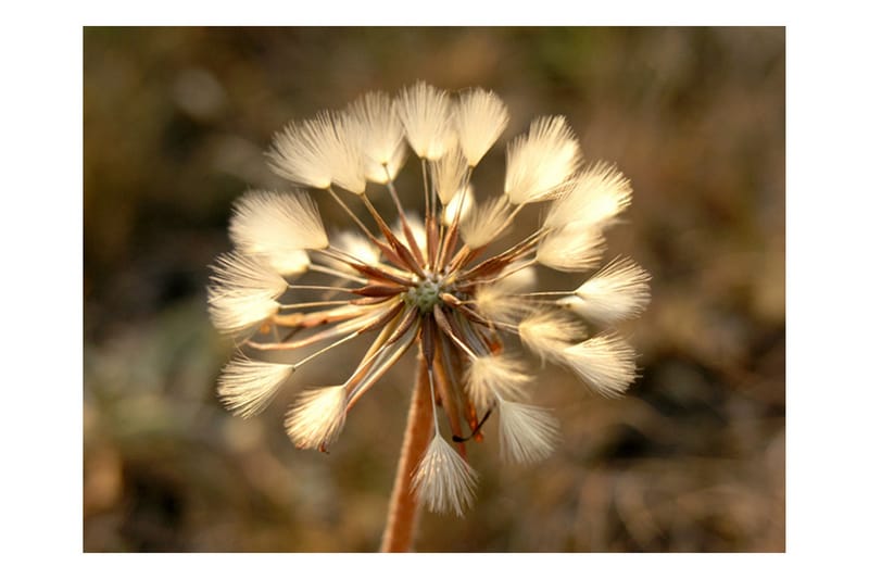 Fototapet Summer time Dandelion 250x193 - Artgeist sp. z o. o. - Interiør - Tapet - Fototapeter