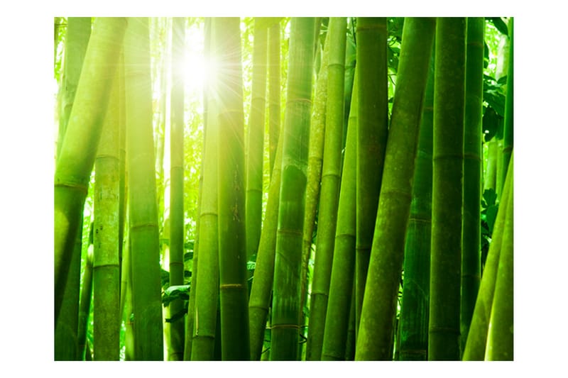 Fototapet Sun And Bamboo 250x193 - Artgeist sp. z o. o. - Interiør - Tapet - Fototapeter