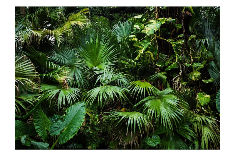 Fototapet Sunny Jungle 250x175 - Artgeist sp. z o. o. - Interiør - Tapet - Fototapeter