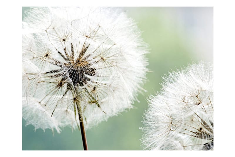 Fototapet Two Dandelions 200x154 - Artgeist sp. z o. o. - Interiør - Tapet - Fototapeter