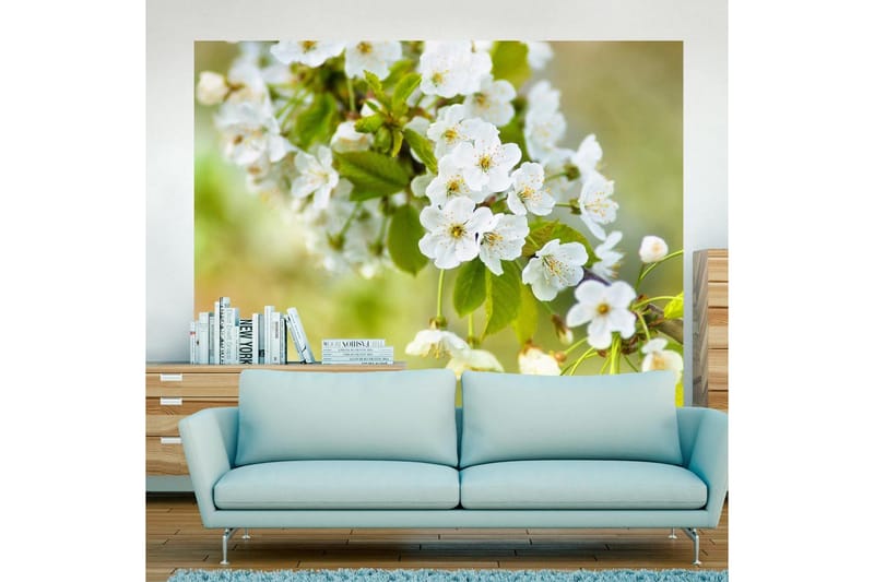 Fototapet Vakre Skjøre Kirsebærblomster 350x270 - Artgeist sp. z o. o. - Interiør - Tapet - Fototapeter