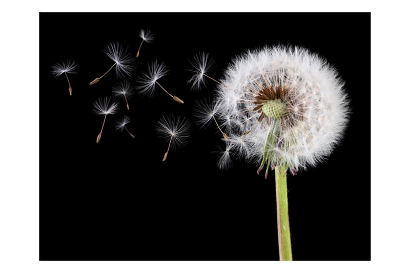 Fototapet Wind And Dandelion 200x154 - Artgeist sp. z o. o. - Interiør - Tapet - Fototapeter