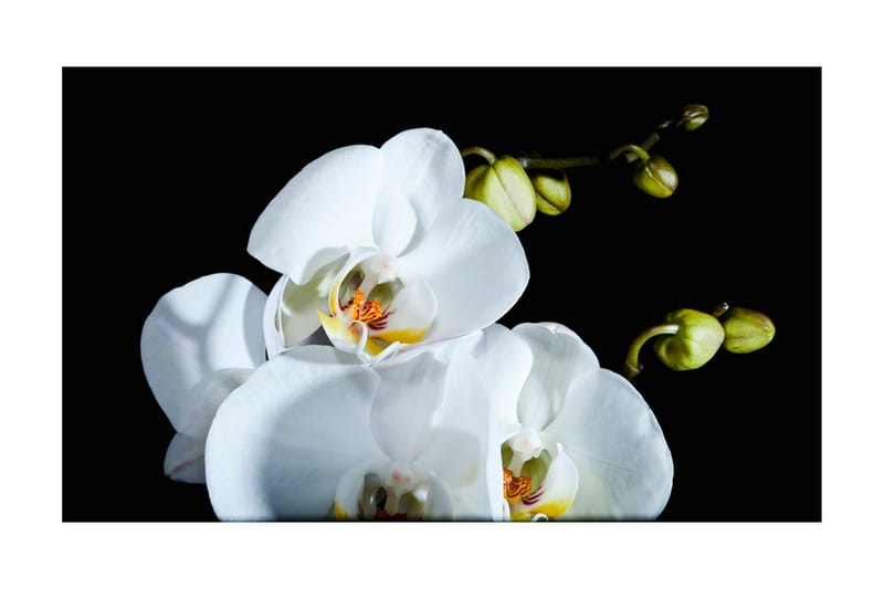 Fototapet Phalaenopsis 450x270 - Artgeist sp. z o. o. - Interiør - Tapet - Fototapeter