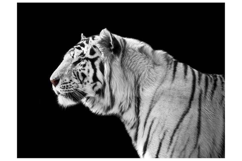 Fototapet Hvit Tiger 300x231 - Artgeist sp. z o. o. - Interiør - Tapet - Tapet stue